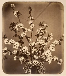 Blomstret stilleben